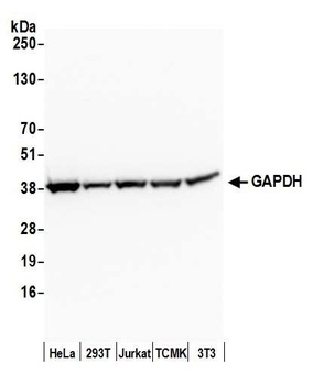 Rabbit GAPDH Antibody