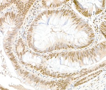 Rabbit anti-GAPDH Antibody