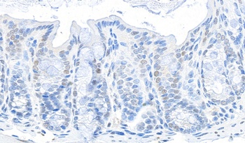 Rabbit anti-GAPDH Antibody