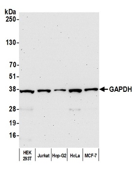 Rabbit anti-GAPDH Antibody