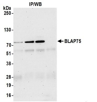 BLAP75 Antibody