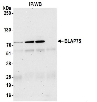 Rabbit anti-BLAP75 Antibody