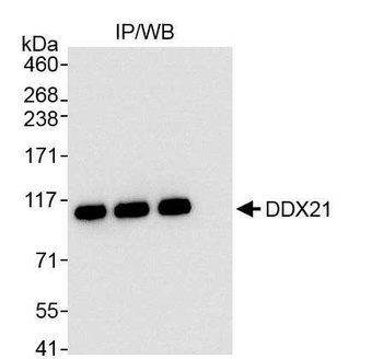 DDX21 Antibody