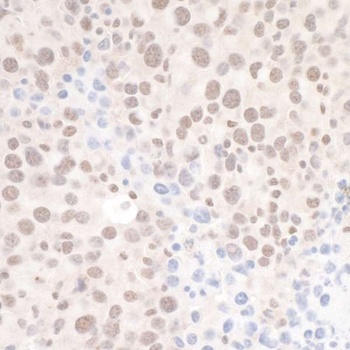 Rabbit anti-DHX8 Antibody
