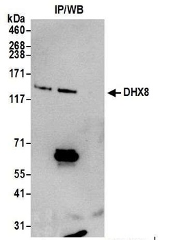 Rabbit anti-DHX8 Antibody