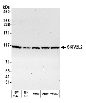 Rabbit anti-SKIV2L2 Antibody