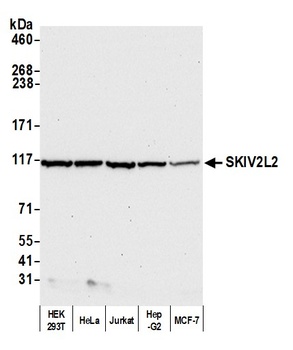 SKIV2L2 Antibody