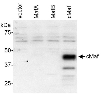 Rabbit c-Maf Antibody