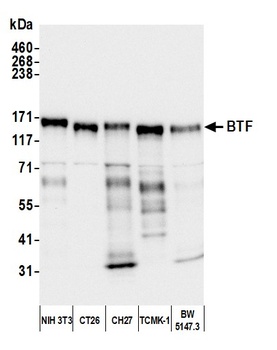 BTF Antibody