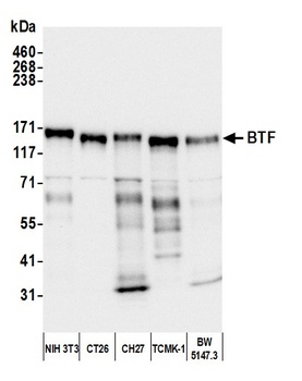Rabbit anti-BTF Antibody