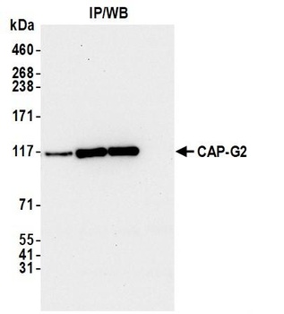 CAP-G2 Antibody