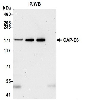 Rabbit anti-CAP-D3 Antibody