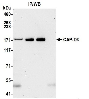 CAP-D3 Antibody
