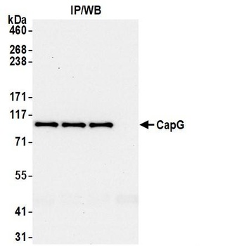 Rabbit CAP-G Antibody