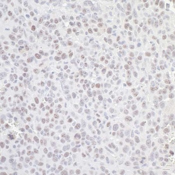 Rabbit anti-GNL3 Antibody