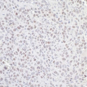 GNL3 Antibody