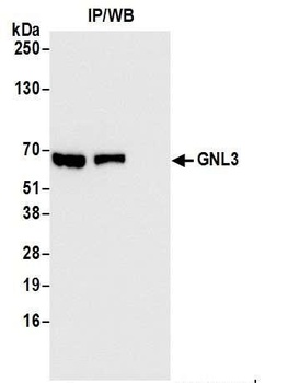 Rabbit anti-GNL3 Antibody