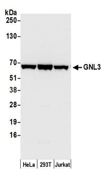 GNL3 Antibody