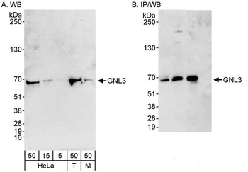 GNL3 Antibody