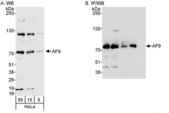 Rabbit anti-AF9 Antibody