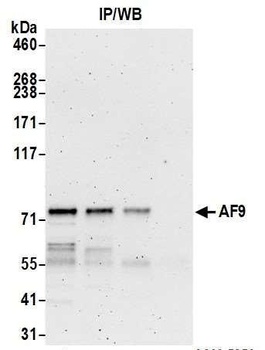 AF9 Antibody