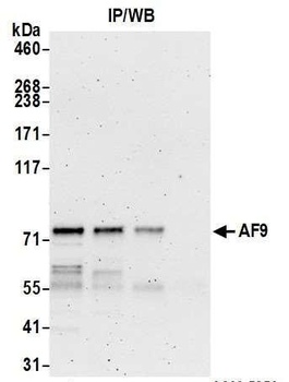 Rabbit anti-AF9 Antibody