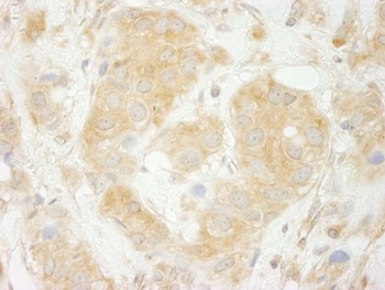 Rabbit anti-Sec23IP/MSTP053 Antibody