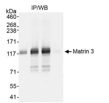 Matrin 3 Antibody