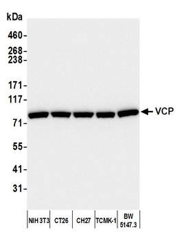 VCP Antibody