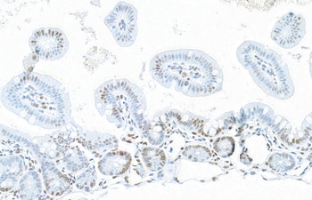 Rabbit anti-NONO Antibody
