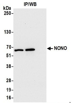 Rabbit anti-NONO Antibody