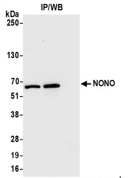 NONO Antibody