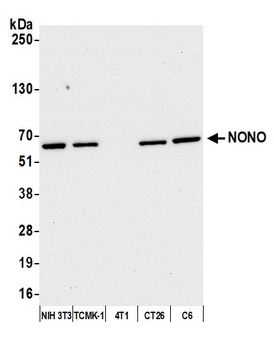 Rabbit anti-NONO Antibody
