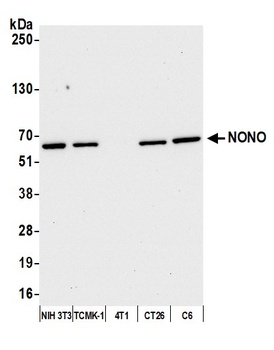 NONO Antibody