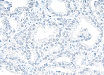 Rabbit anti-NONO Antibody