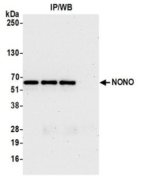 Rabbit anti-NONO Antibody