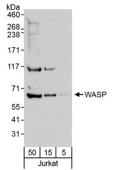 Rabbit WASP Antibody