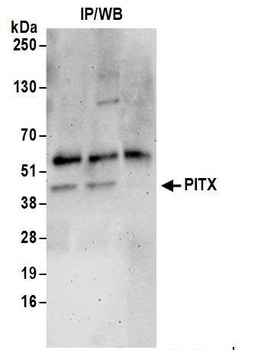 PITX1 Antibody