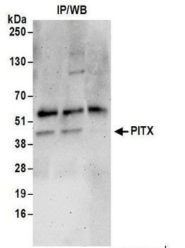 Rabbit PITX1 Antibody