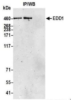 EDD1 Antibody