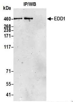 Rabbit anti-EDD1 Antibody