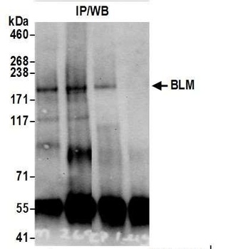 Rabbit anti-BLM Antibody