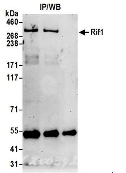 RIF1 Antibody