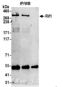 Rabbit anti-RIF1 Antibody