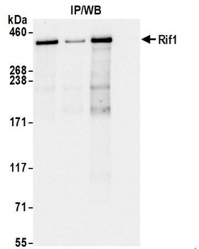 RIF1 Antibody