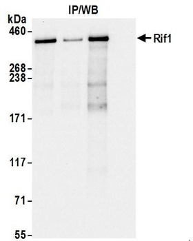 Rabbit anti-RIF1 Antibody