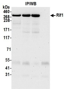 Rabbit anti-RIF1 Antibody