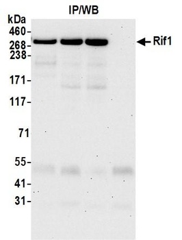 RIF1 Antibody