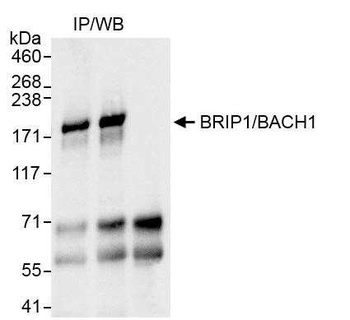 Rabbit anti-BRIP1/BACH1 Antibody