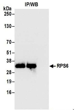 Rabbit RPS6 Antibody